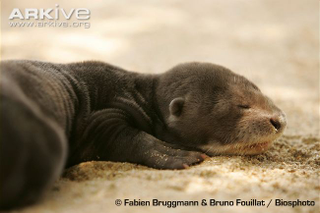 Illustration for article titled Monday Mustelid - Pteronura brasiliensis Edition